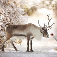 JeslynCantrell Garner